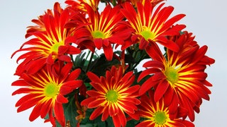 Herbstchrysanthemen - pflegen, gießen und vermehren 