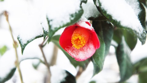 Eine Kamelie mit roter Blüte an Strauch, teilweise mit Schnee bedeckt: Im Winter vertragen die Pflanzen nur wenig Frost und Kälte.