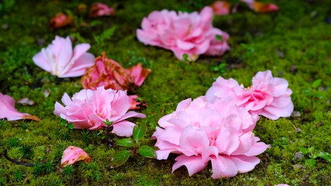 Rosafarbene Kamelienblüten, teilweise verwelkt, auf einer Wiese.