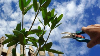 Eine Hand mit einer Gartenschere nähert sich einem Ast, der durch einen Zaun ragt: Darf man Bäume schneiden, wenn der Nachbar diese über die Grundstücksgrenze ragen lässt?