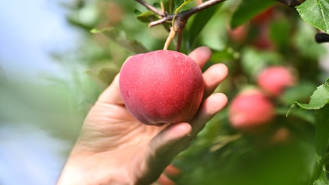 Eine Hand greift nach einem Apfel, der an einem Ast hängt: Das Ernten von Bäumen, die vom Nachbarn herüberragen, ist nicht erlaubt. Das Obst muss erst heruntergefallen sein.