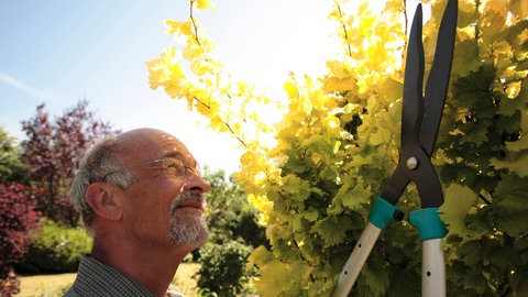Ein Mann steht im Sonnenschein mit der Heckenschere vor einer Hecke: Bevor man selbst an Baum und Hecke Hand anlegen darf, muss man davor einer Frist gesetzt haben, bis wann der Nachbar selbst aktiv hätte werden sollen.