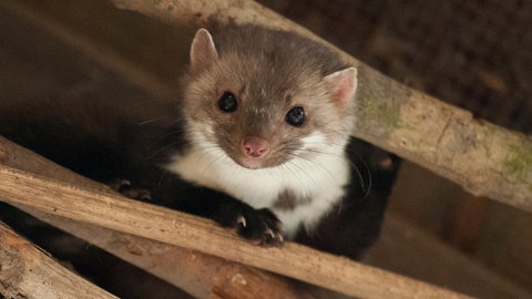 Ein Steinmarder von vorne: Die Tiere suchen die Nähe zu menschlichen Behausungen. Marder lassen sich schwer vertreiben und nisten sich gerne im Auto oder unter dem Dach ein. 