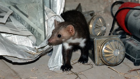 Ein Marder zwischen Gerümpel auf einem Dachboden: Das Tier mag die Nähe zum Menschen, wo es warm, ruhig und sicher ist. Deshalb lässt er sich schwer vertreiben, was die Abwehr schwierig macht. 