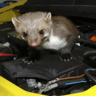 Ein Marder im Motorraum eines Autos: Die Kabel und Schläuche ziehen die Tiere magisch an, deshalb sollte man ihn vertreiben.