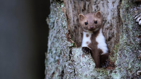Ein Marder schaut aus einem Baumstumpf hervor: Die Raubtiere fressen im Garten selten etwas an und dienen auch zur Abwehr von Nagetieren wie Mäusen. Es gibt also auch Gründe, das Tier nicht zu vertreiben.