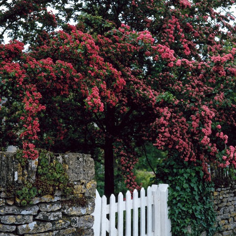 Ein Weißdorn der Sorte "Paul's Scarlet" ist eine wahre Pracht im Garten - und doch nicht so rumbreifend wie viele andere Bäume. 