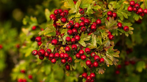 An einem Weißdorn hängen die roten Früchte: Als Baum im Garten hat das Rosengewächs viel zu bieten.