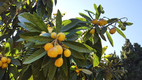 Die Wollmispel (Eriobotrya japonica), auch Japanmispel genannt, hat große, dunkelgrüne Blätter und gelbe Früchte, die auch Nespoli oder Loquat genannt werden.