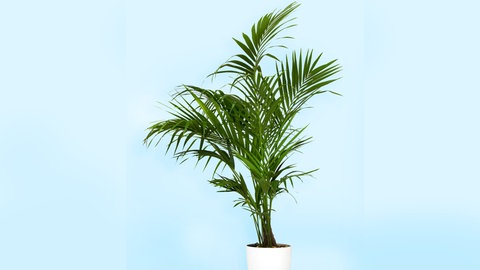 Die Kentia-Palme ist eine sehr beliebte Zimmerpflanze. Die Palme steht in einem weißen Blumentopf auf einem Schrank.