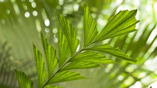 Das Blatt einer Fischschwanzpalme (Caryota). Sie gehört laut SWR4 Gartentipp zu den Palmen, die sich besonders gut als Zimmerpflanze eignen.