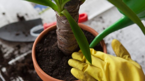 Eine Frau topft eine Palme um und giesst sie an. Diese Yuccapalme ist als Zimmerpflanze in vielen Wohnungen zu finden und leicht zu pflegen.