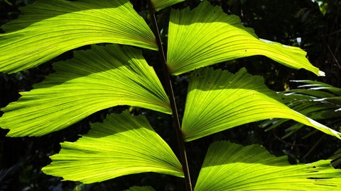Das Blatt der Fischschwanzpalme (Caryota) in Detailaufnahme. Diese Palme hat ihre Heimat in Mittelamerika und ist eine beliebte Zimmerpflanze und einfach zu pflegen.