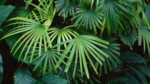 Eine Steckenpalme, die sich als Zimmerpflanze anbietet, mit ihren schönen grünen Blättern. Die Palme ist einfach zu pflegen und sehr beliebt.