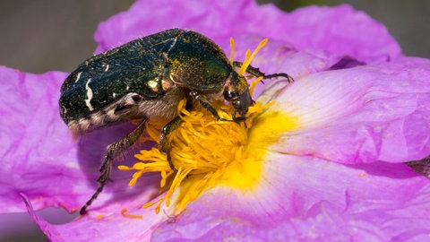 Ein Roserkäfer sitzt auf einer purpurnen Zistrose.
