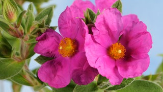 Eine graubehaarte Zistrose mit pinken Blütenblättern