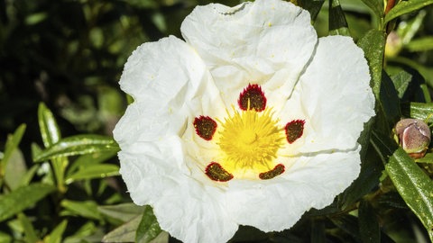 Eine Zistrose mit weißen Blütenblättern
