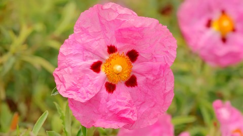 Die Pupur-Zistrose (Cistus purpureus) mit purpurnen Blütenblätter 