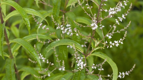 Zitronenkräuter pflanzen und pflegen: Die Zitronenverbene blüht hier mit kleinen, weiß-lila Blüten in endständigen Rispen.