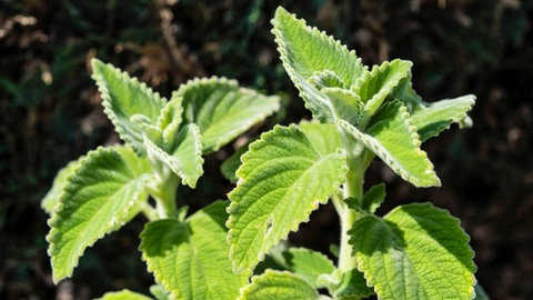 Zitronenkräuter pflanzen und pflegen: Das australische Zitronenblatt mit leicht haarigen Blättern ist sehr pflegeleicht.