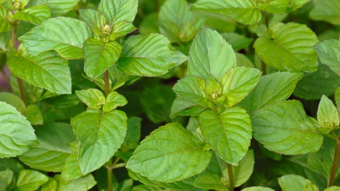 Zitronenkräuter pflanzen und pflegen: Die Zitronenminze mit ihren kleinen grünen Blättern, die an eine Brennnessel erinnern.
