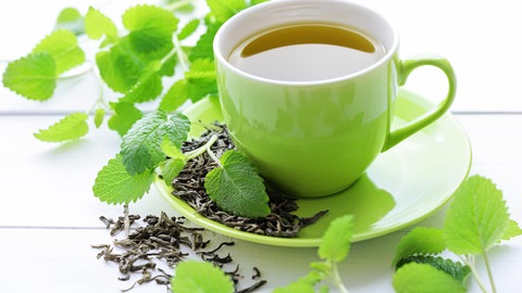 Zitronenkräuter pflanzen und pflegen: Aus den Blättern der Zitronenmelisse wurde ein Tee hergestellt.