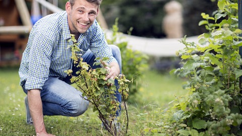 Sträucher von Johannisbeeren schneiden: Ein junger Mann betrachtet einen Johannisbeerstrauch. 