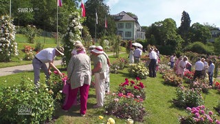 Rosenneuheitenwettbewerb