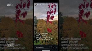 Social-Media Feed von einem Wald