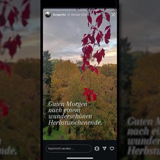 Social-Media Feed von einem Wald