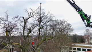 Die Baumprofis bei der Arbeit