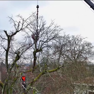 Die Baumprofis bei der Arbeit