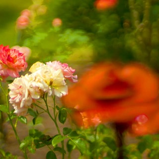 Rosten in einem Garten