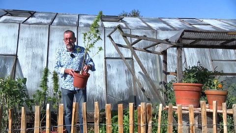 Gartenexperte Volker Kugel steht vor einem Gewächshaus hält eine Cannabis-Pflanze in einem Blumentopf