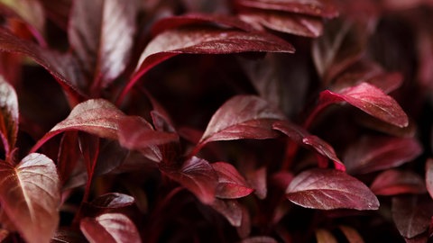 Amaranth-Pflanzen mit dunkelroten Blättern.