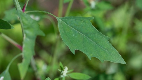 Ein Blatt einer Melde.