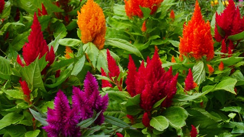Mehrere Pflanzen der Federbusch-Celosie blühen bunt in einem Blumenbeet. 