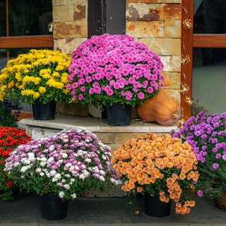 verschiedene Chrysanthemen