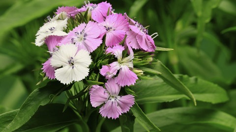 Pink und weiß blühende Bartnelken in einem Garten. Diese Pflanze ist zweijährig und braucht wenig Pflege.