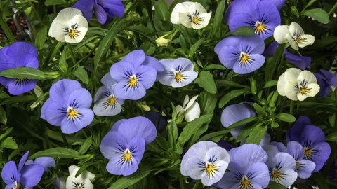 Mehrer Stiefmütterchen sind zweijährig, brauchen kaum Pflege und blühen blau und weiß in einem Garten.