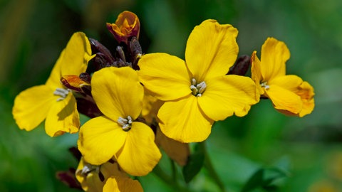 Nahaufnahme der Goldlack-Blüten in einem Garten. Diese Pflanze ist zweijährig und braucht kaum Pflege.