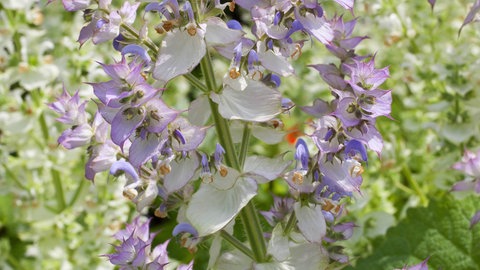 Schön blühender Muskatella-Salbei in einem Garten. Diese Pflanze ist zweijährig und braucht kaum Pflege.