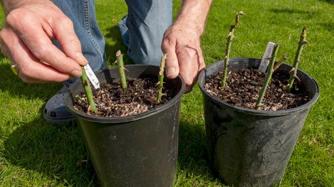 Rosen vermehren: Stecklinge von Rosen in einem Blumentopf.
