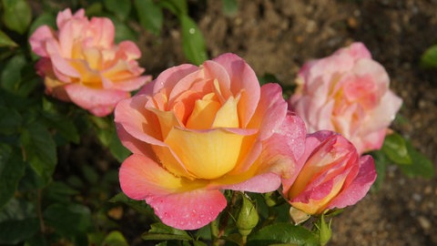 Rosa-gelb blühende Edelrose in einem Garten. Diese Sorten lassen sich eher schlecht selbst vermehren. 