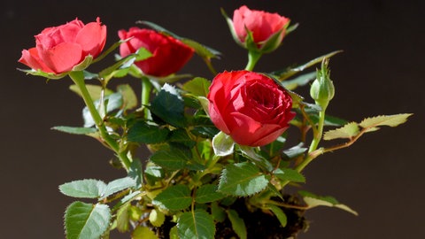 Rote Zwergrose in einem Topf. Diese Rosen lässen sich durch Stecklinge gut vermehren.