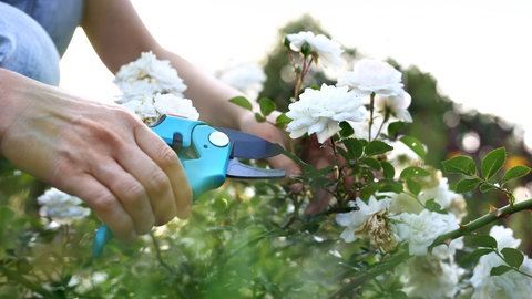 Pflege von Rosen im Garten. Mit Stecklingen lassen sich Rosen einfach vermehren.