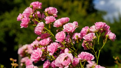 Rosa blühende Bodendeckerrosen, die sich gut durch Stecklinge vermehren lassen.