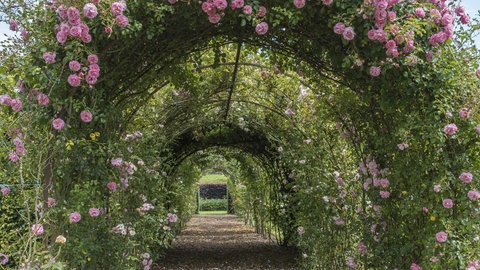 Erfolgreich Rosen vermehren durch Stecklinge: Ein rosenbedeckter Bogenweg in einem Garten. 