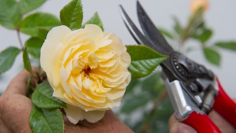 Eine gelb blühende Rose wird mit einer Schere abgeschnitten. So entstehen Stecklinge, die sich gut vermehren lassen.