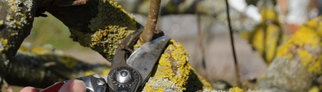 Der richtige Schnitt an Gehölzen: So werdet Ihr Friseurmeister im Garten